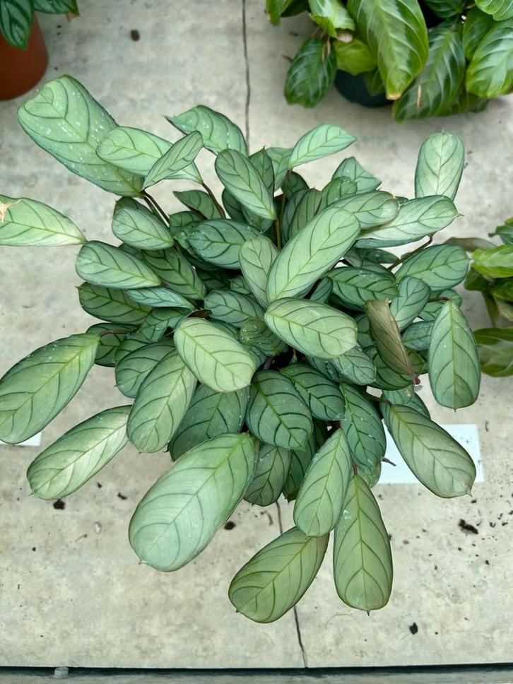 Ctenanthe Burle-Marxii Amagris - Kamerplant, Huis en Inrichting, Kamerplanten, Overige soorten, Minder dan 100 cm, Groene kamerplant