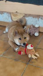 Shiba Inu (België Genk), Dieren en Toebehoren, Honden | Poolhonden, Keeshonden en Oertypen, België, Particulier, Rabiës (hondsdolheid)