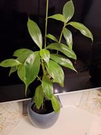 Callisia fragrans plant, Ophalen