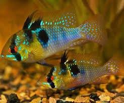 Ramirezi German blue antennebaarsje (M) - Koidream Valburg, Dieren en Toebehoren, Vissen | Aquariumvissen, Zoetwatervis, Vis, Schoolvis