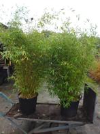 NIET WOEKERENDE BAMBOE ( fargesia ), Tuin en Terras, Planten | Tuinplanten, Vaste plant, Bloeit niet, Halfschaduw, Ophalen