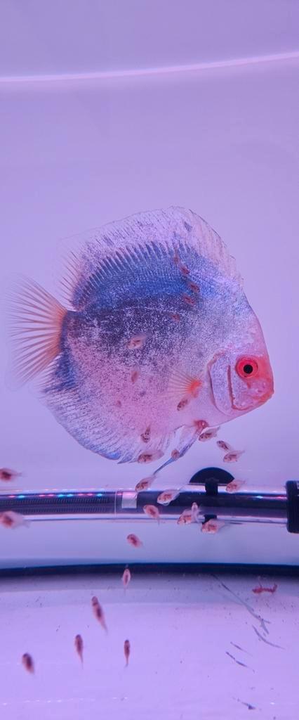 Dark Angel discusvissen, Dieren en Toebehoren, Vissen | Aquariumvissen, Vis