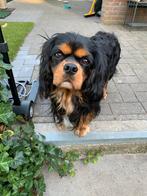 Twee prachtige dekreun. King Charles spaniëls, Rabiës (hondsdolheid), Reu, 1 tot 2 jaar, Meerdere
