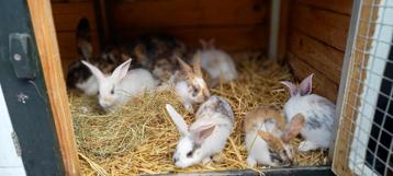 4 jonge konijnen te koop. beschikbaar voor biedingen