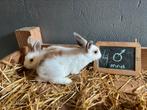 Hollander konijntjes 4 mnd, Dieren en Toebehoren, Konijnen, Meerdere dieren, Dwerg
