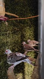 2 bonte diamantduifjes 2025, Dieren en Toebehoren, Vogels | Overige Vogels, Meerdere dieren