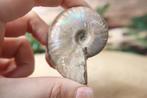 Ammoniet iriserend fossiel, Verzamelen, Mineralen en Fossielen, Ophalen of Verzenden, Fossiel