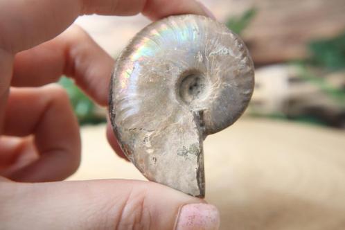Ammoniet iriserend fossiel, Verzamelen, Mineralen en Fossielen, Fossiel, Ophalen of Verzenden