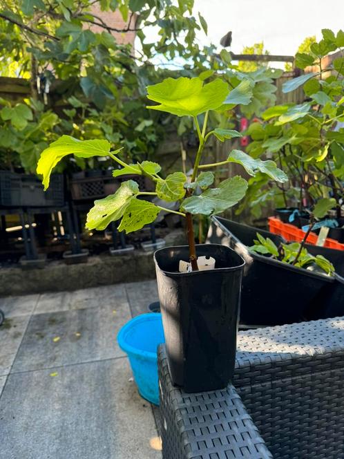 Vijgenboompje Peretta Two Timer, Tuin en Terras, Planten | Fruitbomen, Vijgenboom, Minder dan 100 cm, Volle zon, Lente, Ophalen of Verzenden