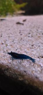Bleu dream (neocaridina), Dieren en Toebehoren, Kreeft, Krab of Garnaal