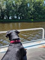 Hondenoppas in huiselijke sfeer, Dieren en Toebehoren, Ophalen of Verzenden