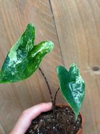 Alocasia zebrina mint albo white wit variegata plant, Huis en Inrichting, Ophalen of Verzenden, Overige soorten, Minder dan 100 cm