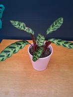 Calathea Lancifolia, Ophalen