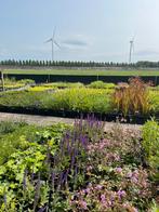 Vaste tuinplanten - scherp geprijsd - zaterdag  geopend, Ophalen of Verzenden, Zomer, Vaste plant, Overige soorten