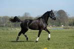 Super mooie én brave merrie, Dieren en Toebehoren, Paarden, Merrie, Dressuurpaard