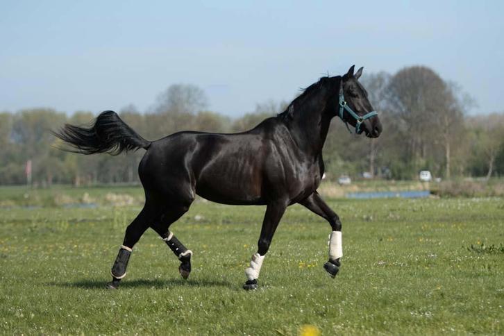 Super mooie én brave merrie, Dieren en Toebehoren, Paarden, Merrie, Dressuurpaard