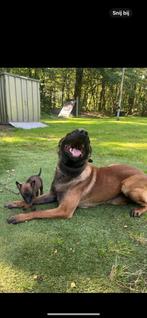 2 x Dekreu Kenzo  KNPV NK 2023 en Bullit grove Mechelse her, Reu, CDV (hondenziekte), Eén hond, 3 tot 5 jaar