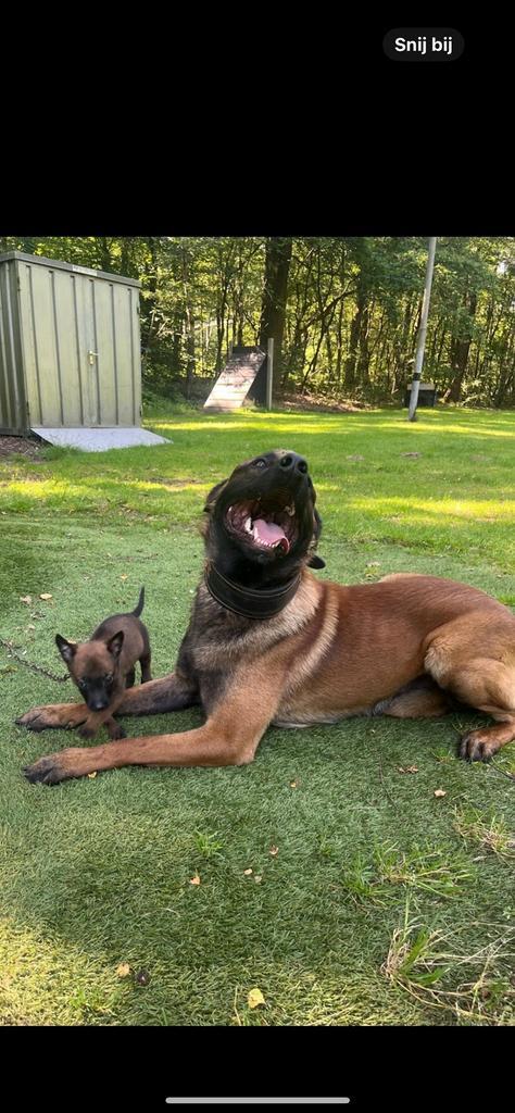 2 x Dekreu Kenzo  KNPV NK 2023 en Bullit NK 2025 big boy !, Dieren en Toebehoren, Honden | Dekreuen, Reu, Particulier, Eén hond