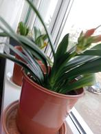 Binnen planten, Ophalen, Halfschaduw, Minder dan 100 cm