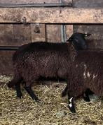 Drachtige Solonoge ooi, Dieren en Toebehoren, Schapen, Geiten en Varkens, Vrouwelijk, Schaap