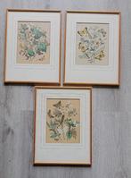 Drie handgekleurde 19e eeuws prenten Vlinders - Flora fauna, Antiek en Kunst, Ophalen of Verzenden