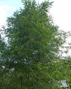 Phyllostachys Shanghai 3 | Reuzenbamboe voor Tuin & Park, Overige soorten, Vaste plant, Ophalen of Verzenden, Bloeit niet