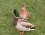 Bebroede Kwaker eitjes alleen ophalen, Dieren en Toebehoren, Pluimvee, Meerdere dieren, Eend