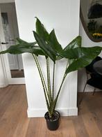 Alocasia Zebrina (Olifantsoor) ~115cm, Huis en Inrichting, Kamerplanten, Ophalen, Halfschaduw, 100 tot 150 cm