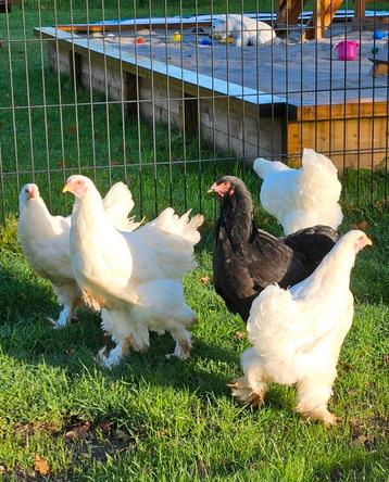 Witte Brahma en Zwarte Brahma kippen te koop (groothoender) beschikbaar voor biedingen