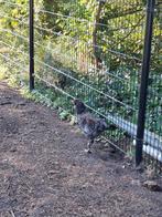 Gratis Haan, Dieren en Toebehoren, Pluimvee, Mannelijk, Kip