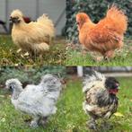 Zijdehoen haantjes (augustus 2025), Dieren en Toebehoren, Pluimvee, Mannelijk, Kip