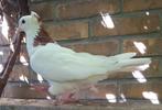 Vrouwtje te koop, 2 jaar oud, Dieren en Toebehoren, Pluimvee, Vrouwelijk