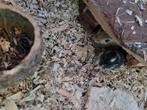 Gerbil pup mannetje, Dieren en Toebehoren, Mannelijk, Juli, Overige typen, Tam