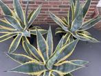 Agave Americana, Tuin en Terras, Volle zon, Vaste plant, Bloeit niet, Ophalen