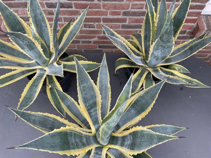 Agave Americana, Tuin en Terras, Planten | Tuinplanten, Vaste plant, Overige soorten, Volle zon, Bloeit niet, Ophalen