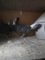 Koppel duiven, Dieren en Toebehoren, Vogels | Duiven, Meerdere dieren, Overige soorten