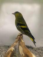 Europese sijzen, Meerdere dieren, Wildzangvogel, Geringd
