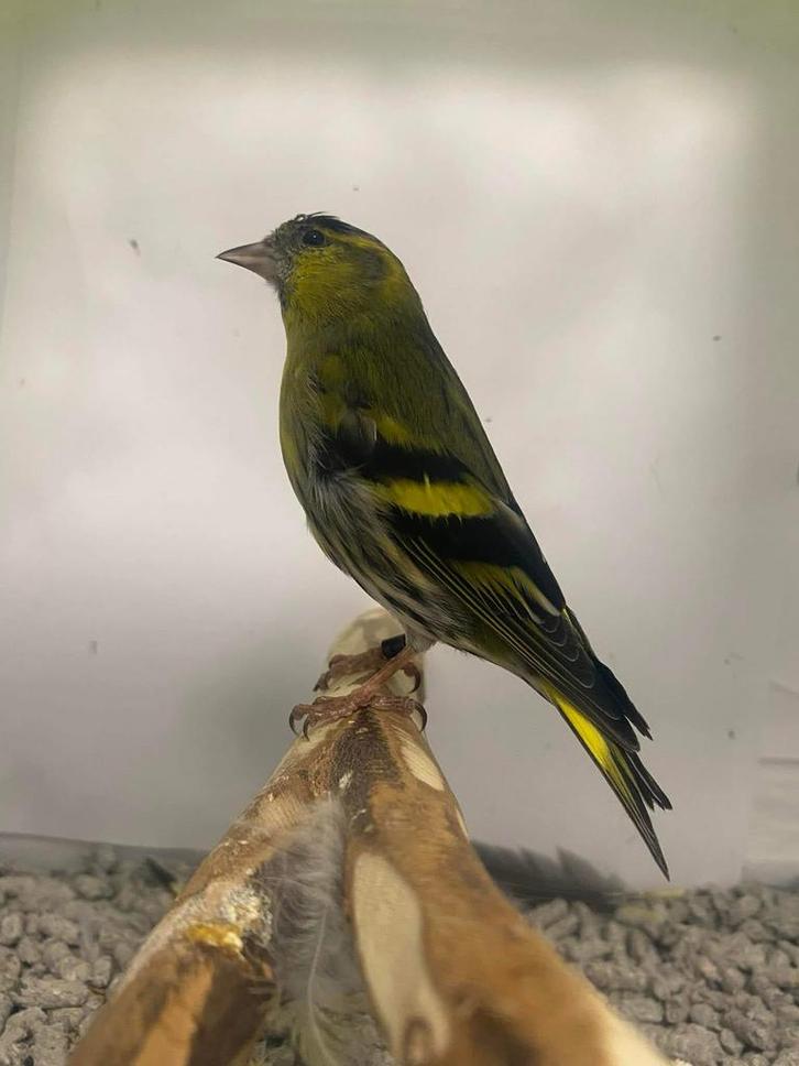 Europese sijzen, Dieren en Toebehoren, Vogels | Overige Vogels, Wildzangvogel, Meerdere dieren, Geringd