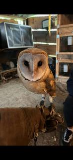 Kerkuil tarsels, Dieren en Toebehoren, Meerdere dieren