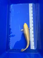 Yamabuki ogon female, Dieren en Toebehoren, Karper of Koi