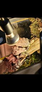 Water schildpadden evt. Met aquarium, Dieren en Toebehoren, Schildpad, Met terrarium