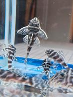 L333 pleco F1 Hypancistrus King Tiger, Vis
