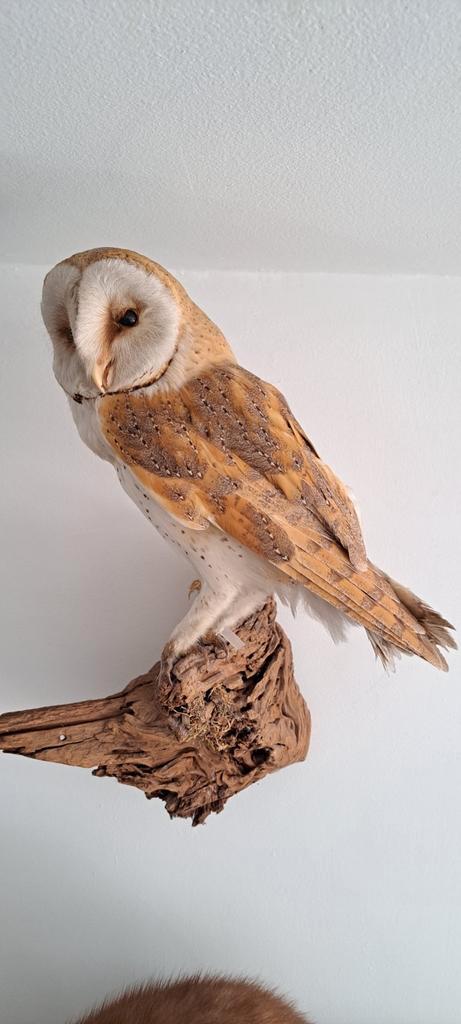 Opgezette Kerkuil op Houten Sokkel, Antiek en Kunst, Kunst | Overige Kunst, Ophalen