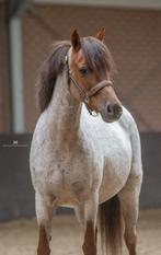 Super lieve Welsh roan merrie, Dieren en Toebehoren, Pony's, Gechipt, Zadelmak, B pony (1.17m tot 1.27m), 11 jaar of ouder