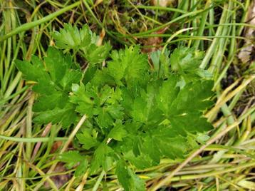 Selderieplantjes, lekker in de soep en zuivert de nieren beschikbaar voor biedingen