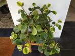 peperomia hydrocultuur, grote kamerplant, Ophalen of Verzenden, Overige soorten, Minder dan 100 cm