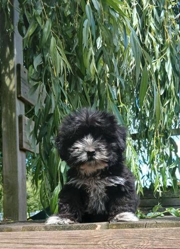 ✨️Schitterende hele kleine maltipoo pups ✨️ nog 1 beschikbaar voor biedingen