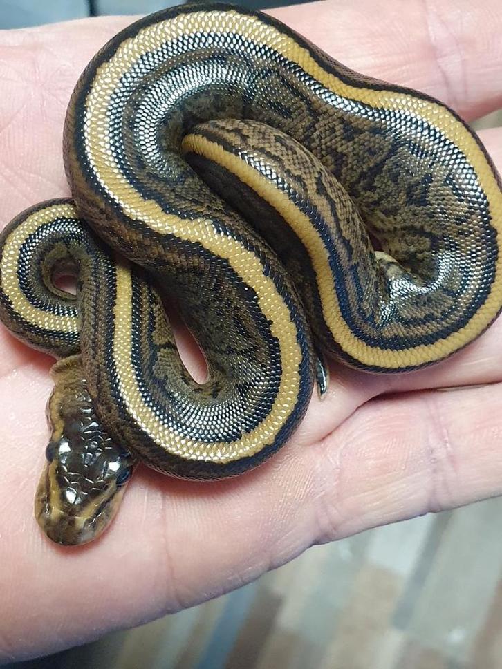 Koningspython, Dieren en Toebehoren, Reptielen en Amfibieën, Slang, 0 tot 2 jaar