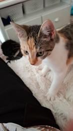 Kitten blauw, creme wit, Dieren en Toebehoren, Katten en Kittens | Overige Katten, Poes