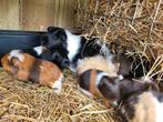 Jonge cavia's, Dieren en Toebehoren, Knaagdieren, Augustus, Meerdere dieren, Cavia
